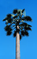 antennae in fan palm