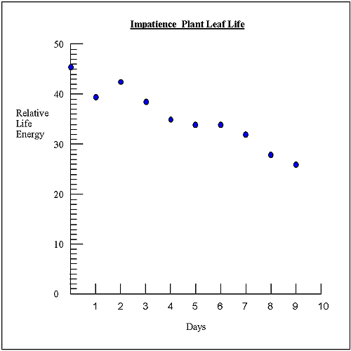 Impatience Plant Leaf Life Energy